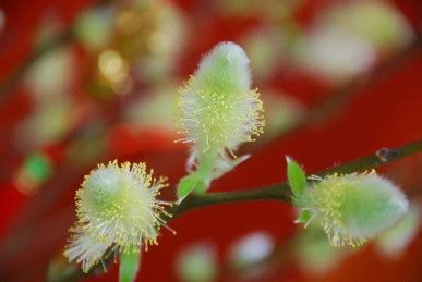 銀柳 植物|銀柳小百科